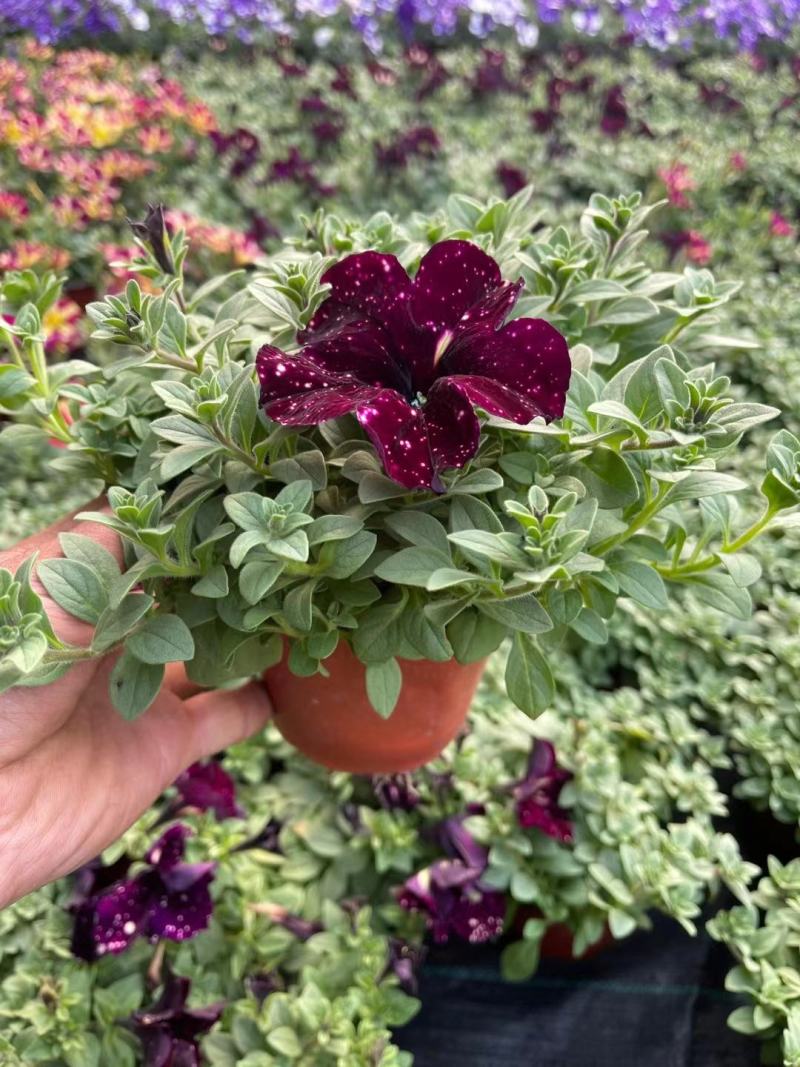 梦幻牵牛花山东青州草花苗木基地一手货源基地直发