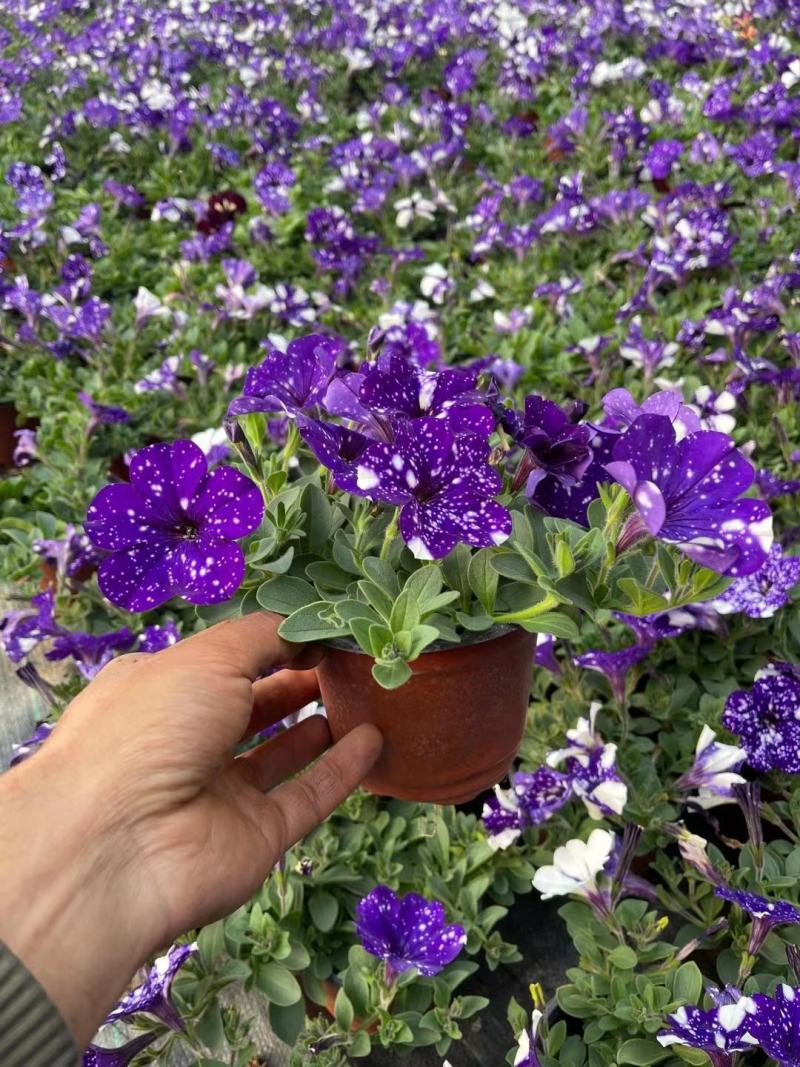 梦幻牵牛花山东青州草花苗木基地一手货源基地直发