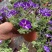 梦幻牵牛花山东青州草花苗木基地一手货源基地直发
