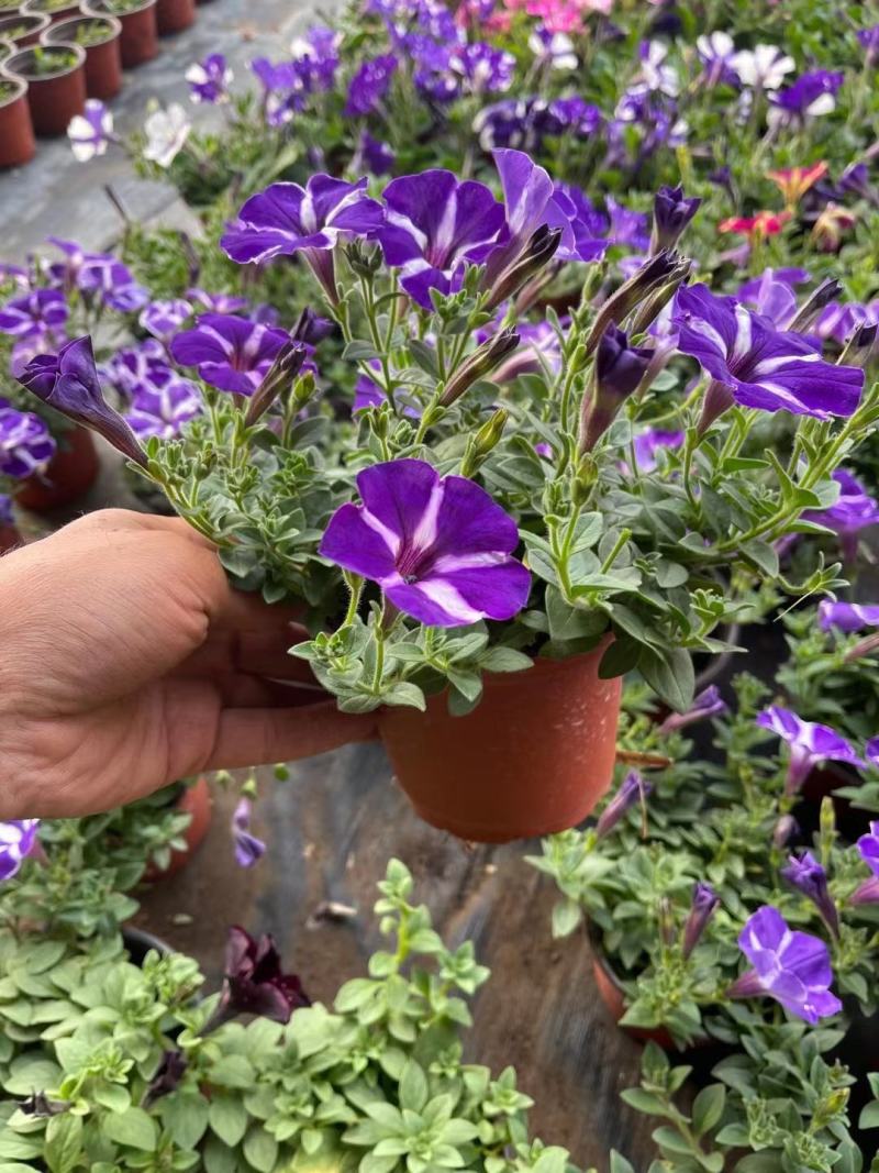 梦幻牵牛花山东青州草花苗木基地一手货源基地直发