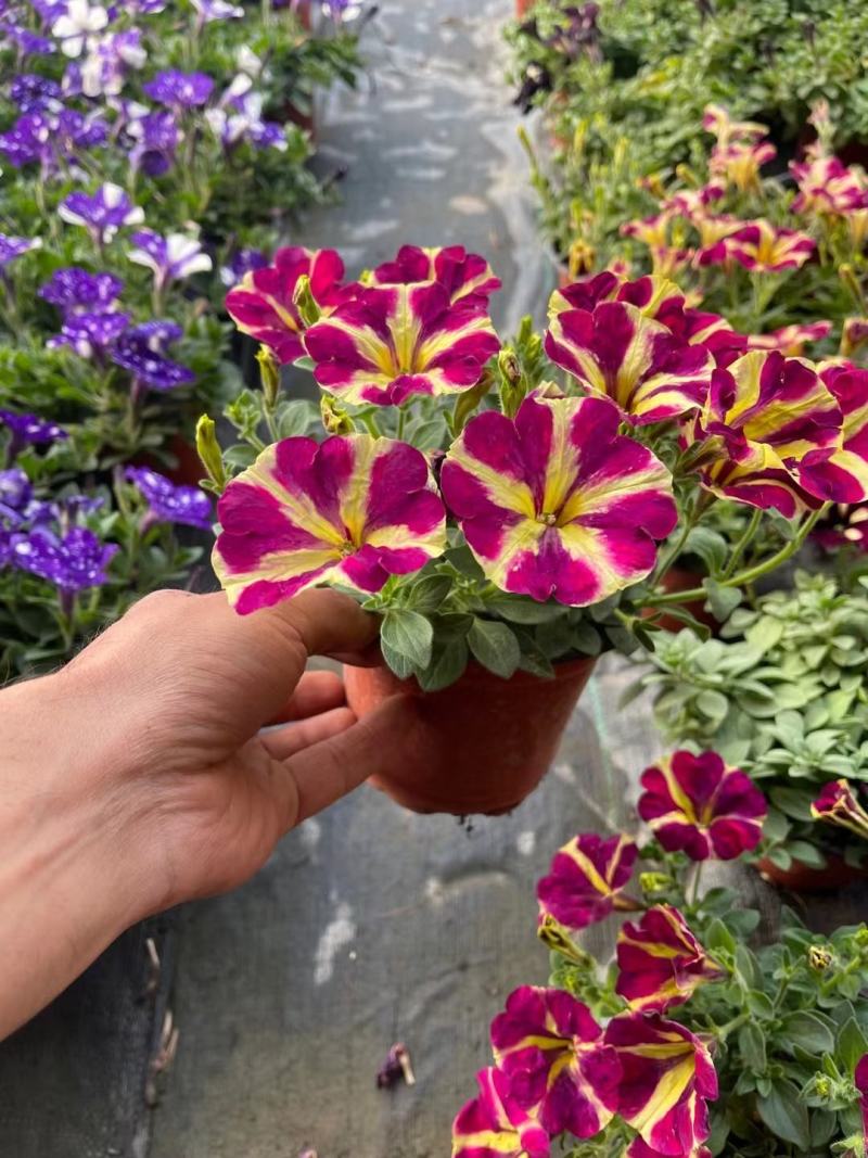 梦幻牵牛花山东青州草花苗木基地一手货源基地直发