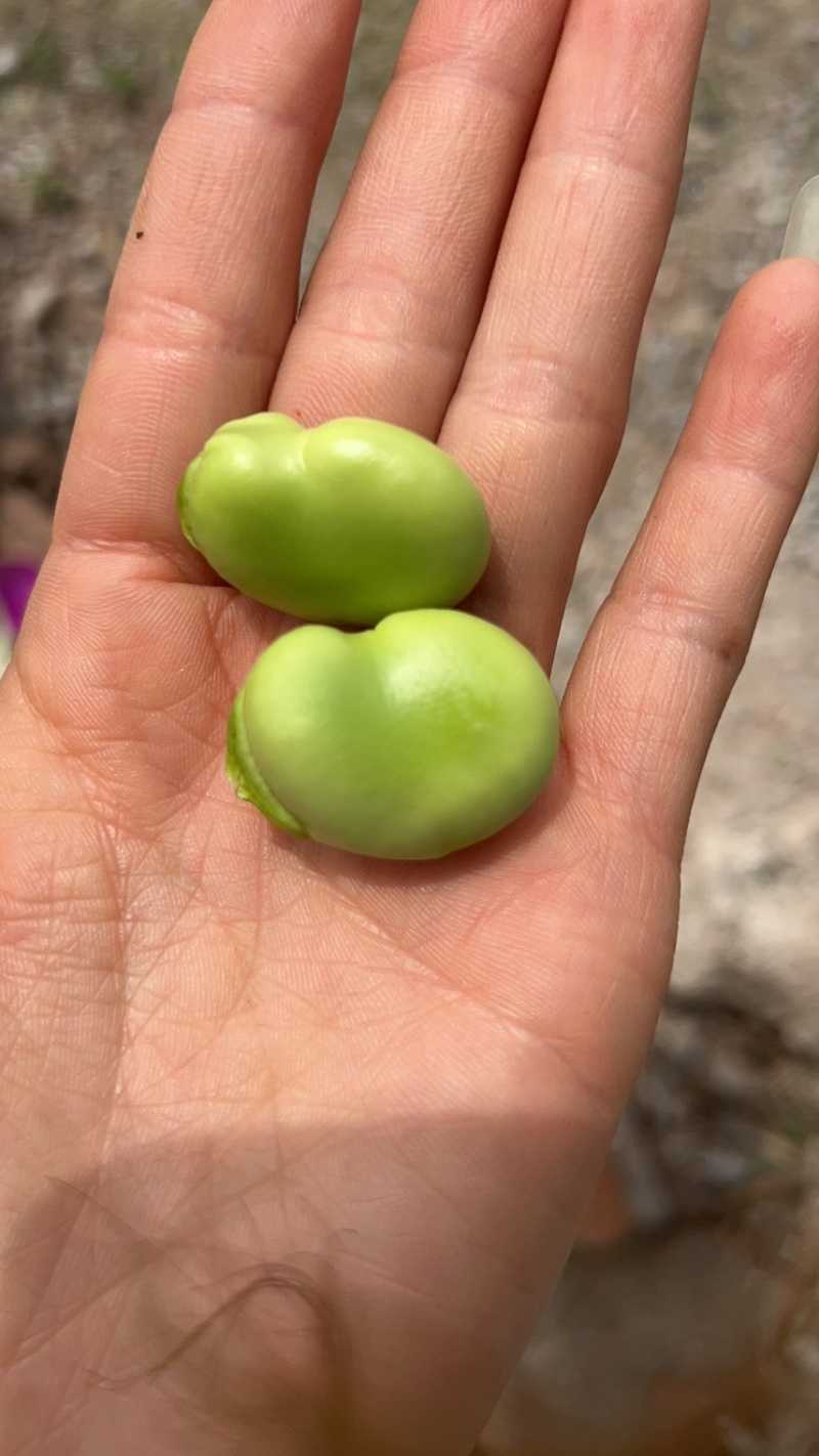 四川基地大青豆大量上市了，有需要的老板赶紧联现在的质量好