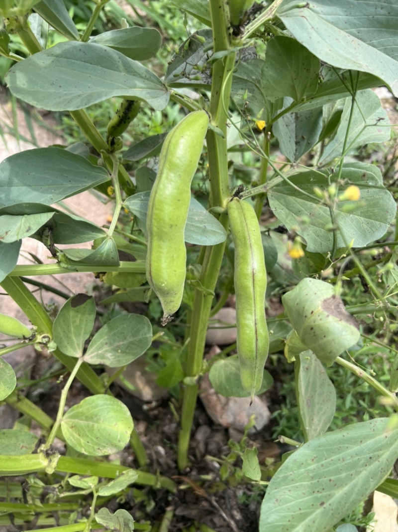 四川基地大青豆大量上市了，有需要的老板赶紧联现在的质量好