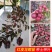 四季泰国红皮龙眼果树苗带土带叶嫁接新品种盆栽红皮龙眼耐寒