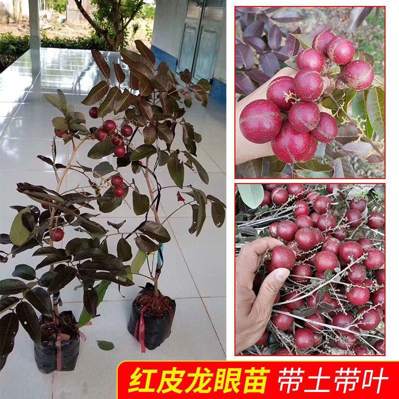 四季泰国红皮龙眼果树苗带土带叶嫁接新品种盆栽红皮龙眼耐寒