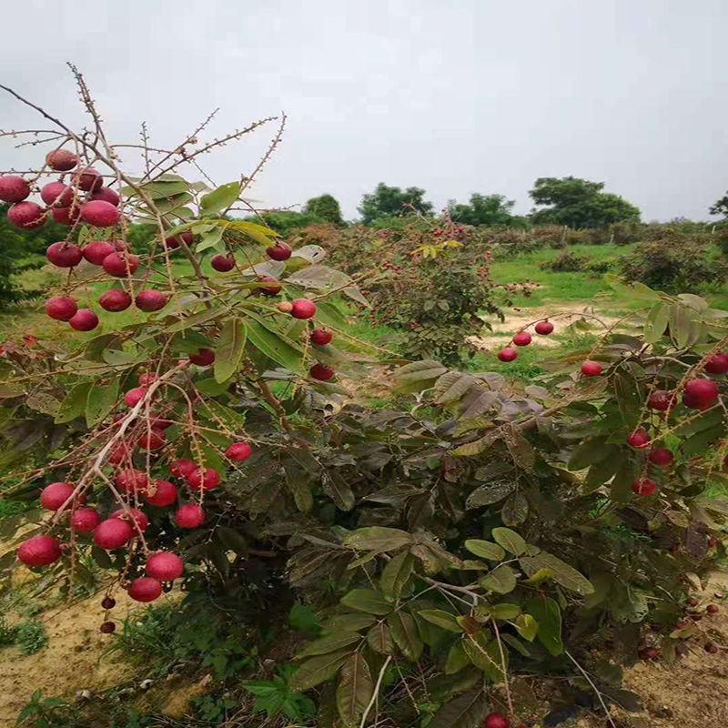 四季泰国红皮龙眼果树苗带土带叶嫁接新品种盆栽红皮龙眼耐寒