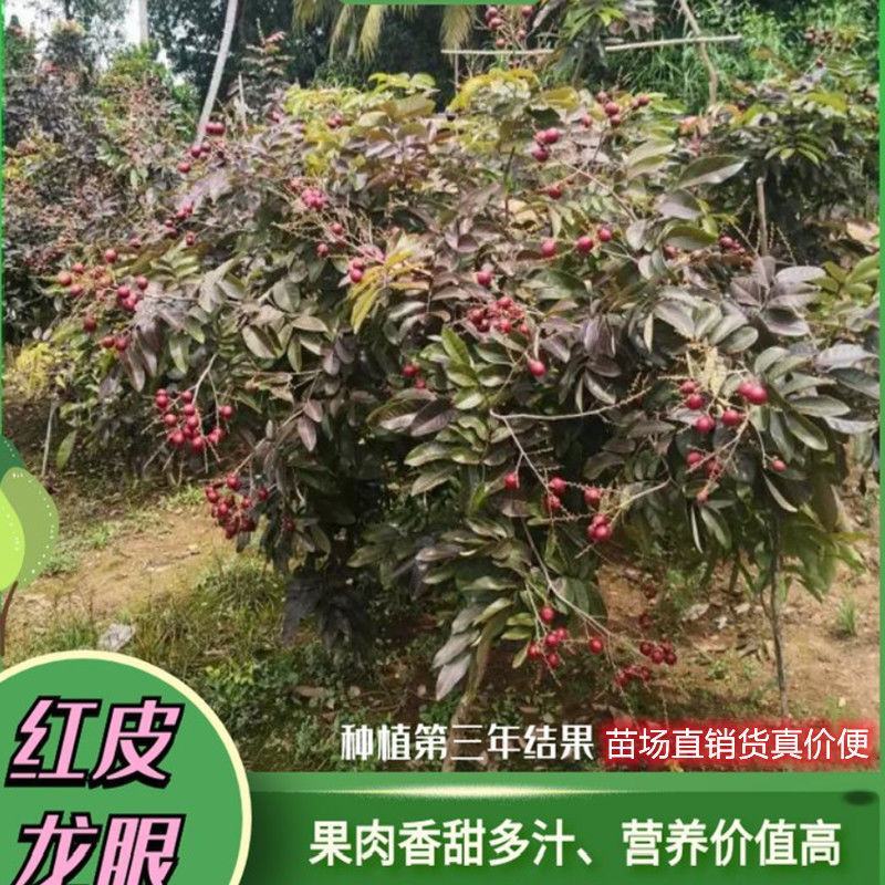 四季泰国红皮龙眼果树苗带土带叶嫁接新品种盆栽红皮龙眼耐寒