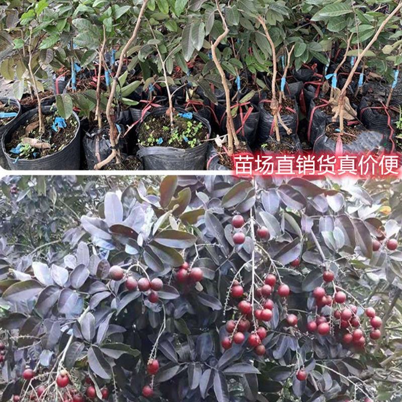 四季泰国红皮龙眼果树苗带土带叶嫁接新品种盆栽红皮龙眼耐寒