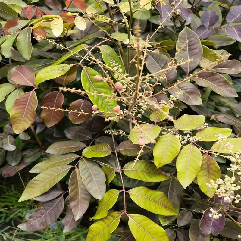 四季泰国红皮龙眼果树苗带土带叶嫁接新品种盆栽红皮龙眼耐寒