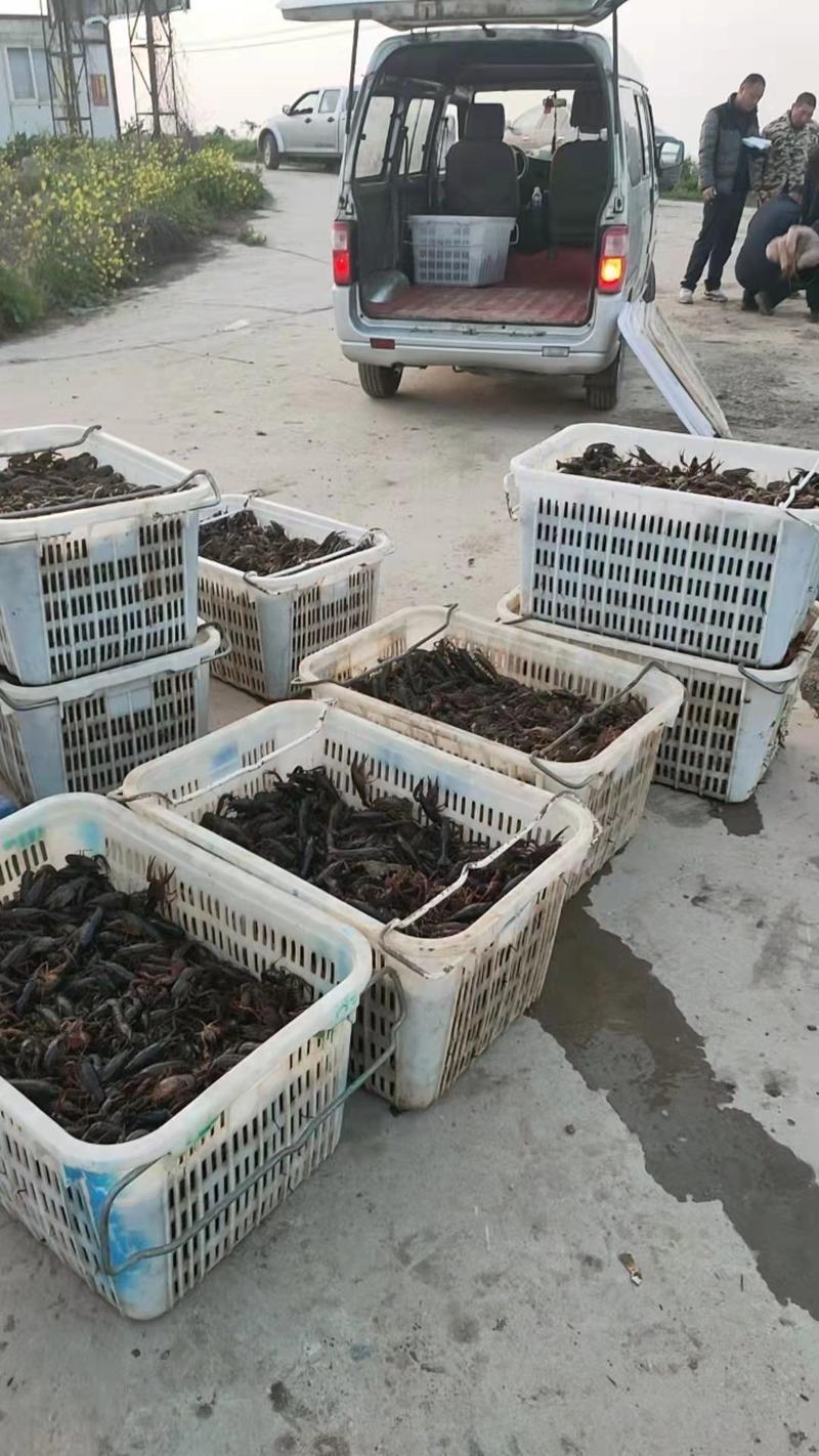 小龙虾批发，345麻清规格，长期有货供应大小市场