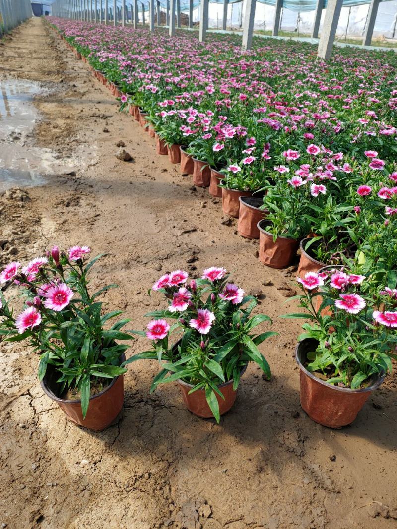 美国石竹杂交石竹山东草花基地常年供应优质宿根草花