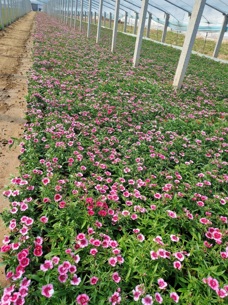 美国石竹杂交石竹山东草花基地常年供应优质宿根草花