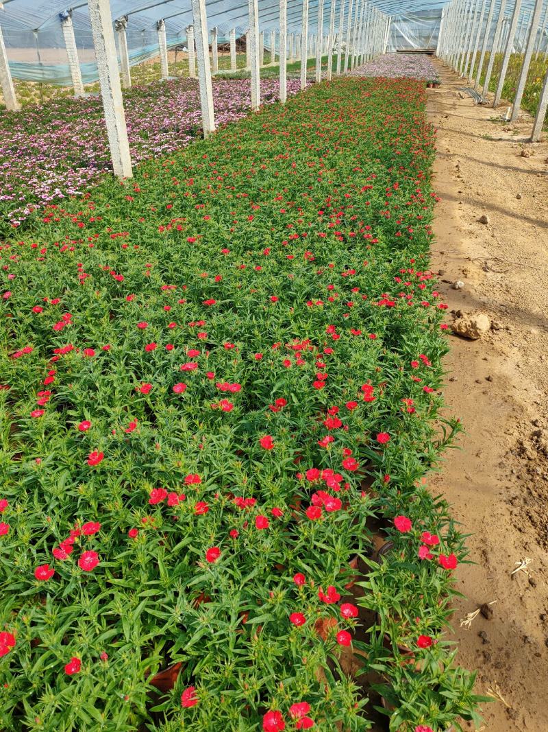 美国石竹杂交石竹山东草花基地常年供应优质宿根草花