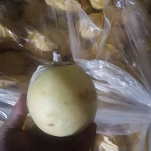 正宗莱阳黄金梨，口感好，表光好，硬度高，一斤左右的，