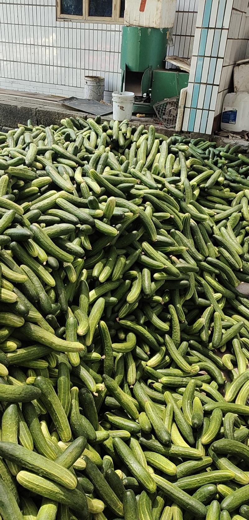 热销四川威远反季节精品大棚小黄瓜，五十万斤一天，