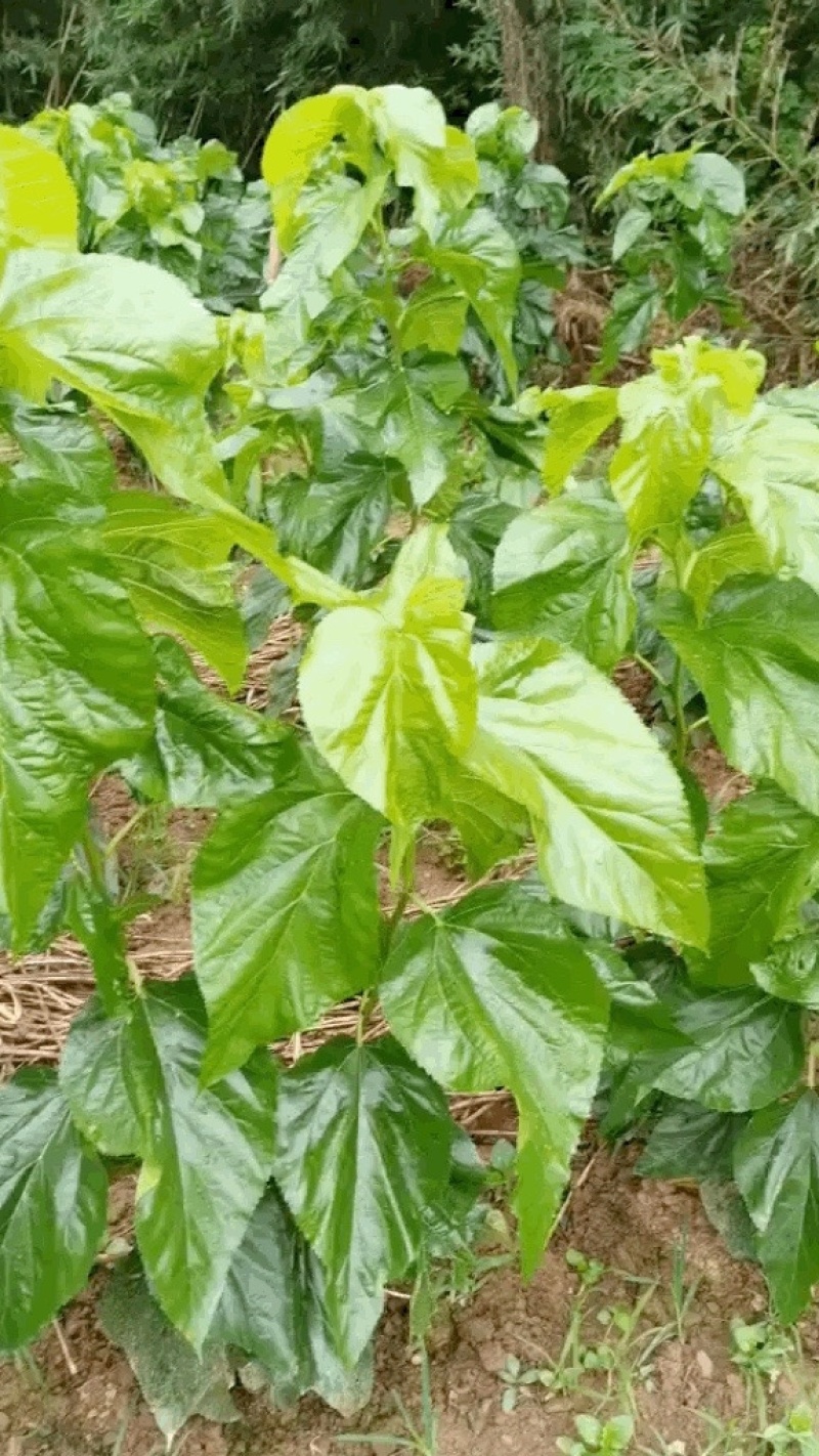 海宁嫁接苗农桑14.强桑1号养蚕大叶苗包技术包售后
