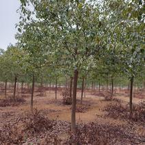 江西优质香樟树12公分香樟行道树大量供应移栽苗可视频
