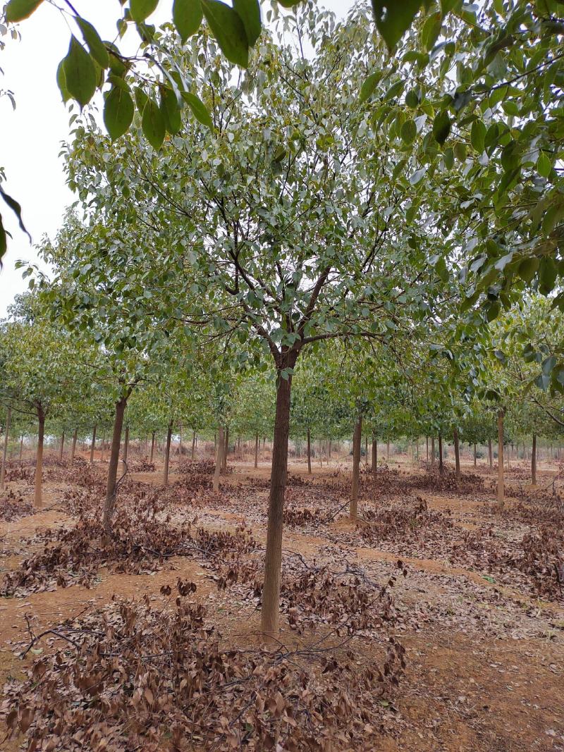 江西优质香樟树12公分香樟行道树大量供应移栽苗可视频