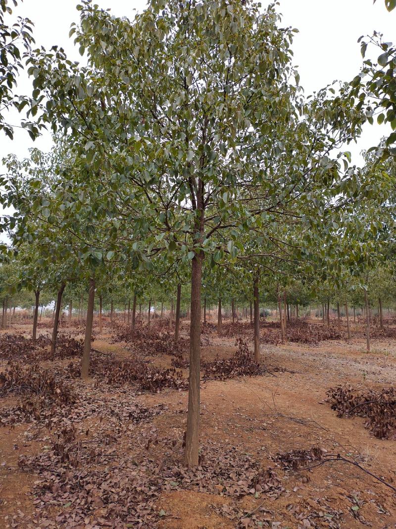 江西优质香樟树12公分香樟行道树大量供应移栽苗可视频