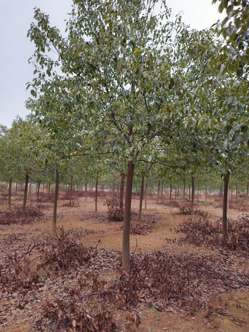 江西优质香樟树12公分香樟行道树大量供应移栽苗可视频
