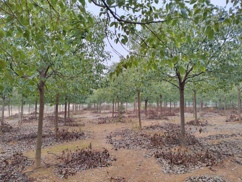 江西优质香樟树12公分香樟行道树大量供应移栽苗可视频