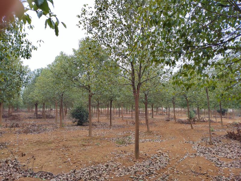 江西优质香樟树12公分香樟行道树大量供应移栽苗可视频