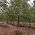 江西优质香樟树12公分香樟行道树大量供应移栽苗可视频