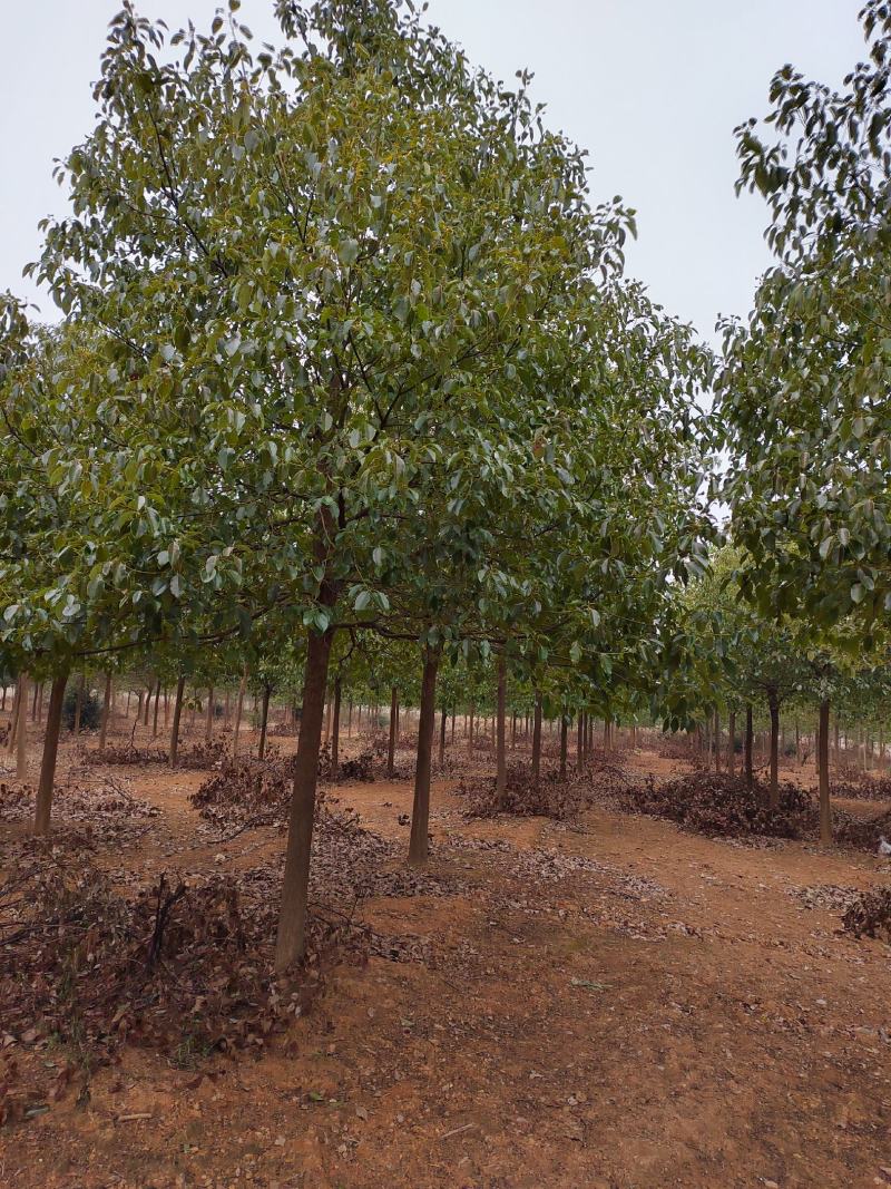 江西优质香樟树12公分香樟行道树大量供应移栽苗可视频
