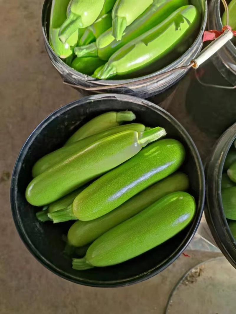 墨绿西葫芦种子早熟耐低温坐果能力强