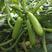墨绿西葫芦种子早熟耐低温坐果能力强