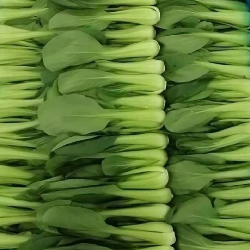 【优选】精品安徽上海青小油菜【常年供货，产地直发，