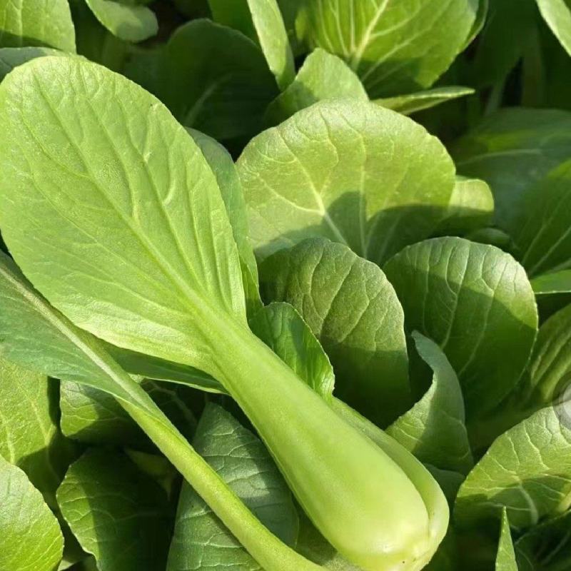 【优选】精品安徽上海青小油菜【常年供货，产地直发，