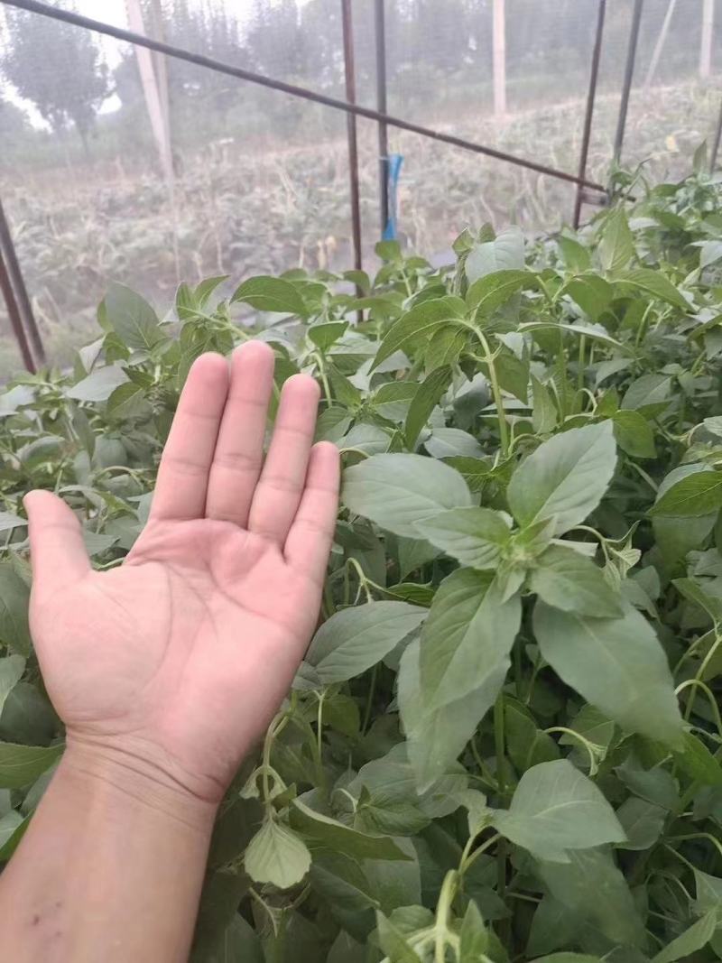 【精选】荆芥种子纯度高芽率高品质好长势好