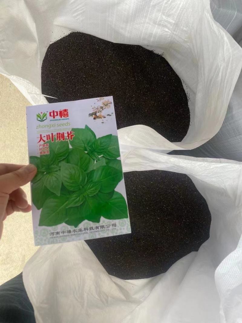 【精选】荆芥种子纯度高芽率高品质好长势好