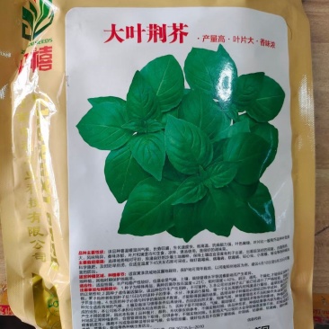 【精选】荆芥种子纯度高芽率高品质好长势好