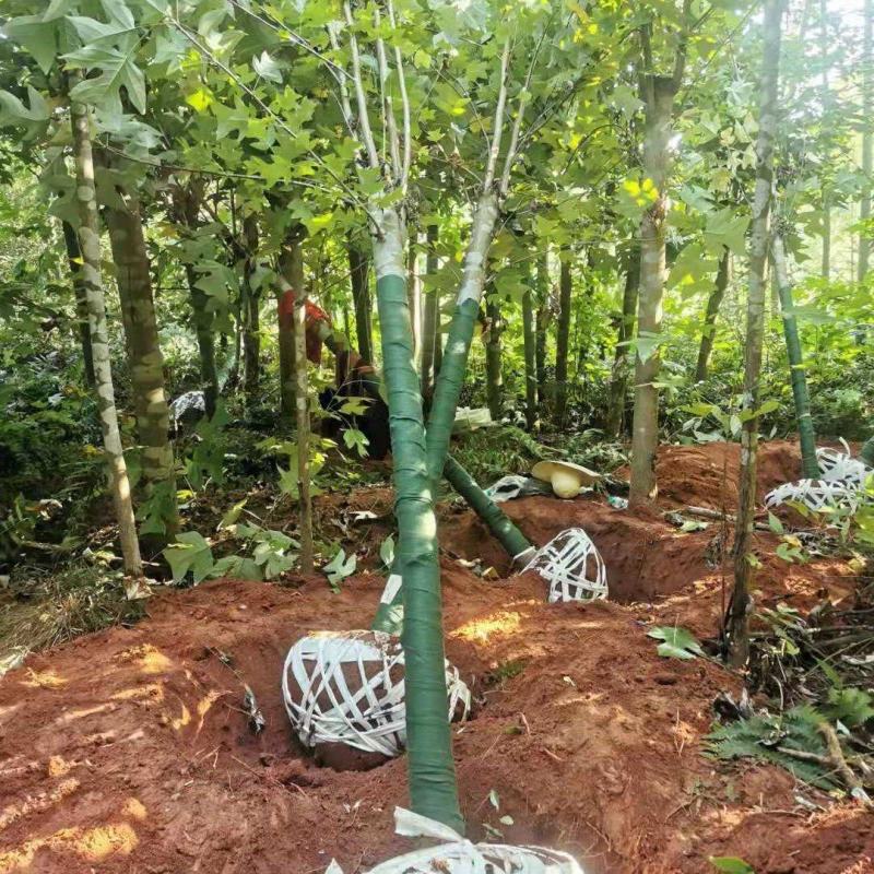 江西马褂木树12-15公分马褂木价格大量供应可视频看货