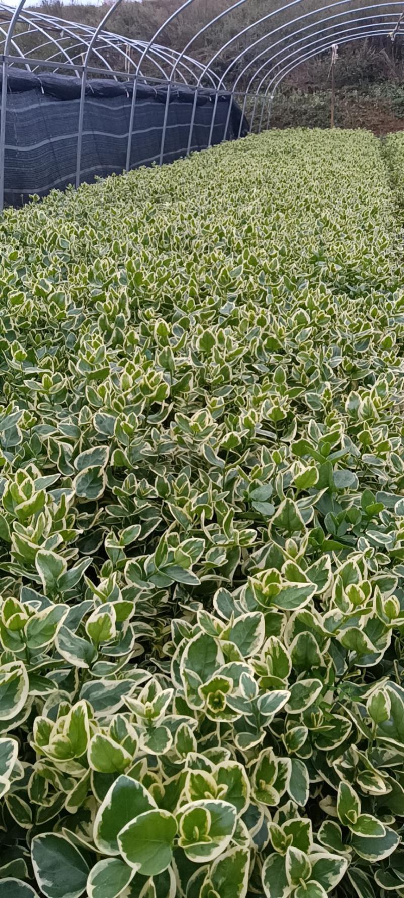 花叶蔓长春绿化苗木庭院种植自产自销大量从优
