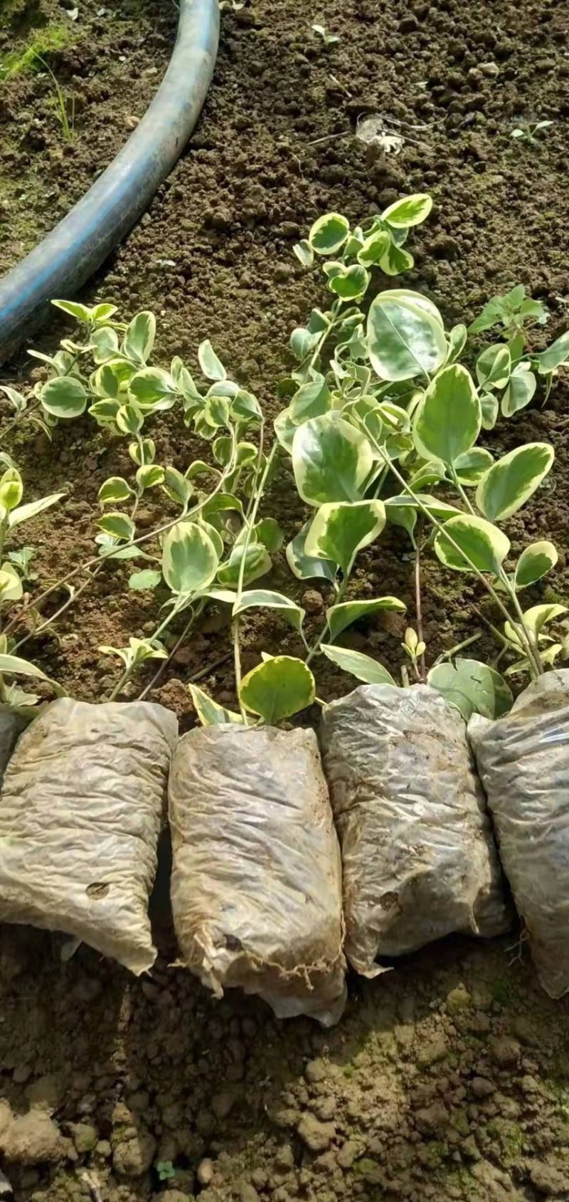花叶蔓长春绿化苗木庭院种植自产自销大量从优