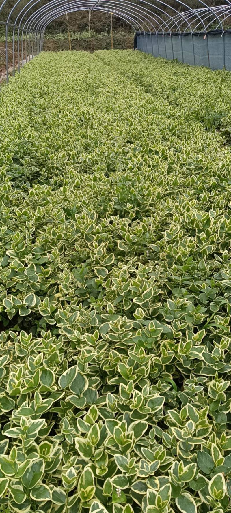 花叶蔓长春绿化苗木庭院种植自产自销大量从优