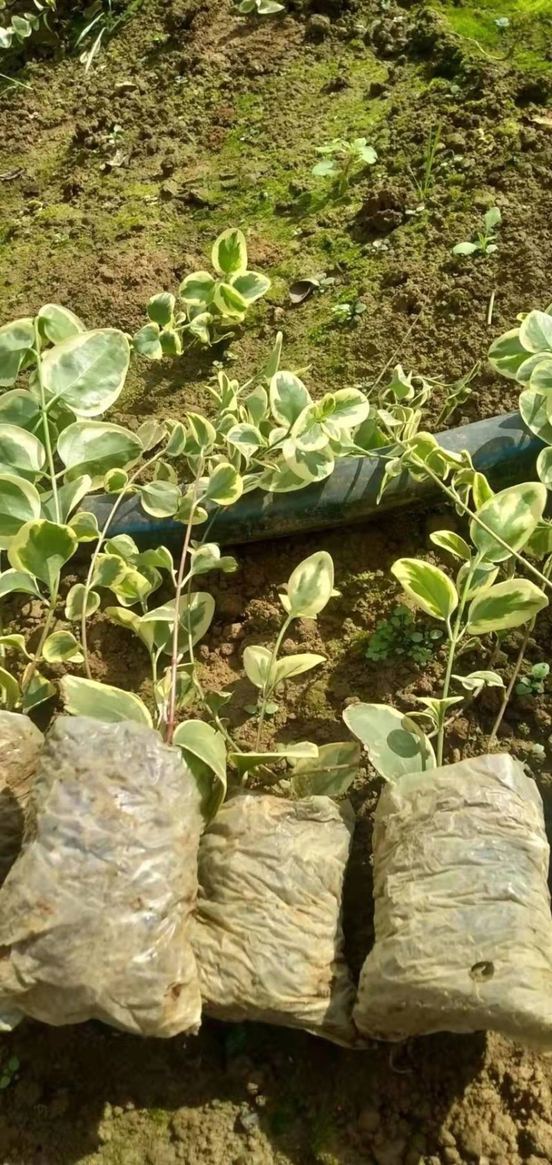 花叶蔓长春绿化苗木庭院种植自产自销大量从优