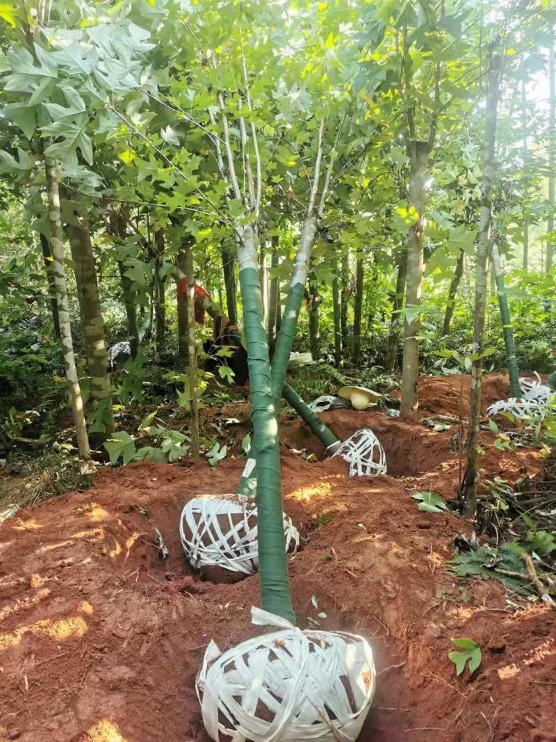 江西马褂木树12-15公分马褂木价格大量供应可视频看货