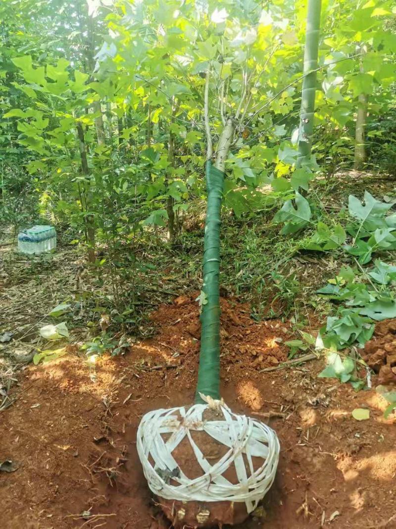 江西马褂木树12-15公分马褂木价格大量供应可视频看货