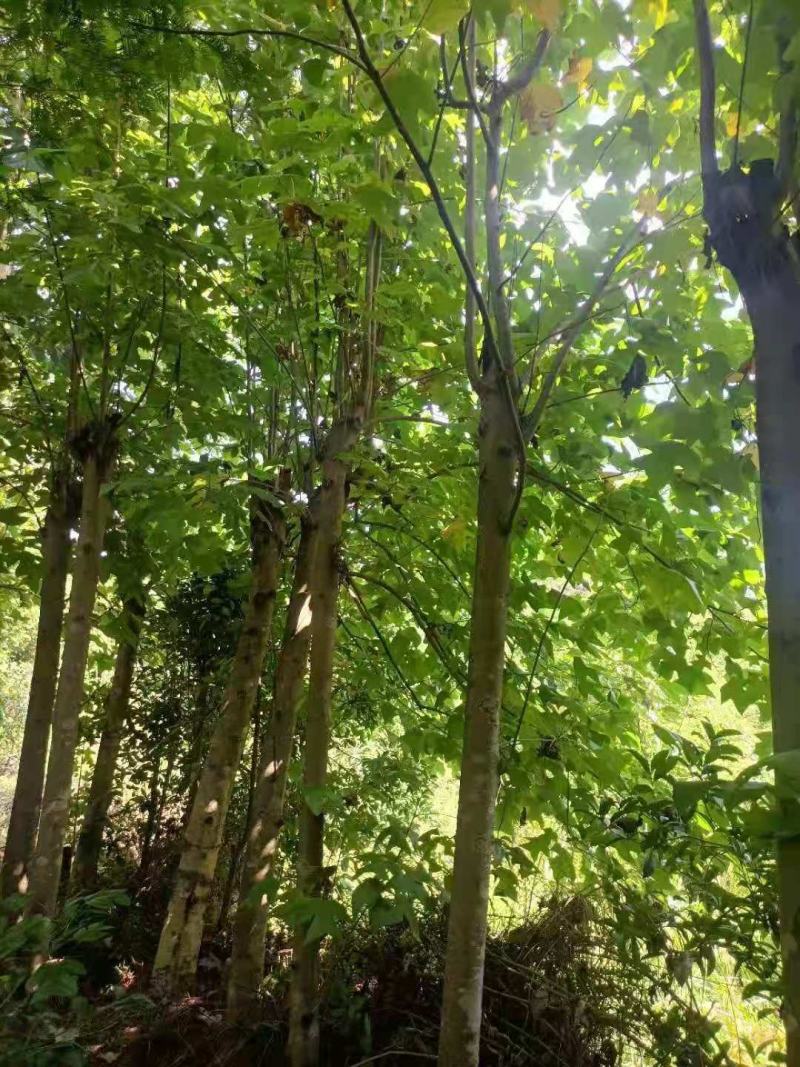 江西马褂木树12-15公分马褂木价格大量供应可视频看货