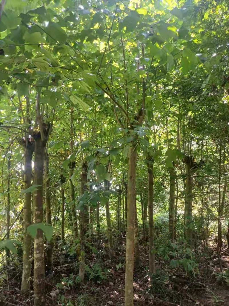 江西马褂木树12-15公分马褂木价格大量供应可视频看货