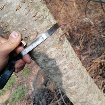 我有10年的樱花树树苗80棵，差不多给钱就卖