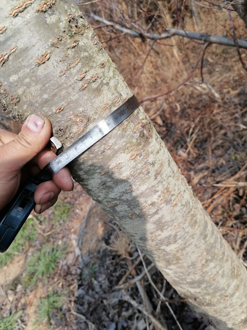 我有10年的樱花树树苗80棵，差不多给钱就卖