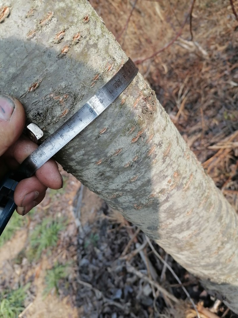 我有10年的樱花树树苗80棵，差不多给钱就卖