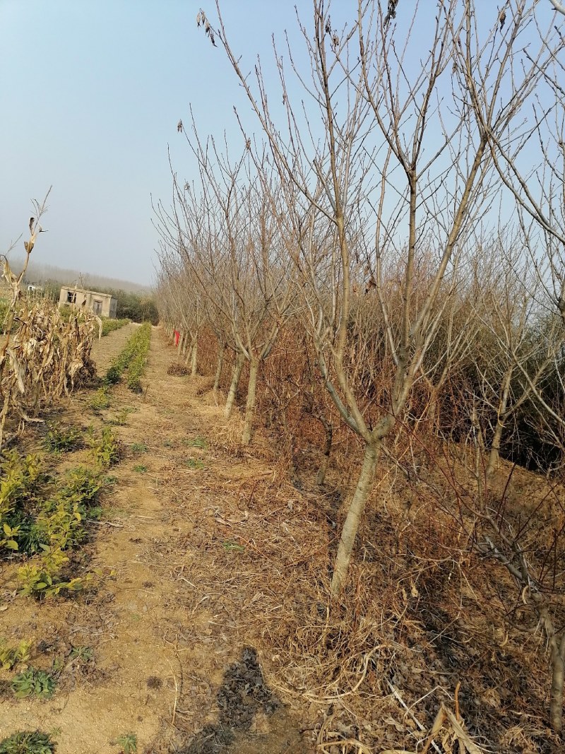 我有10年的樱花树树苗80棵，差不多给钱就卖
