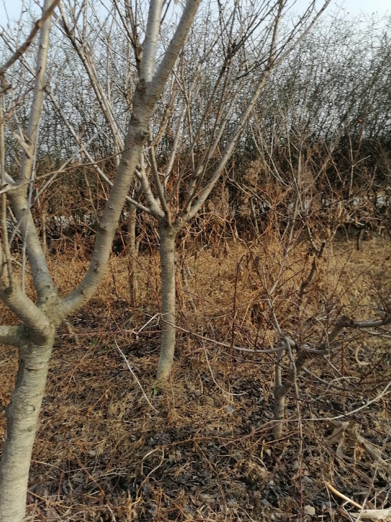我有10年的樱花树树苗80棵，差不多给钱就卖