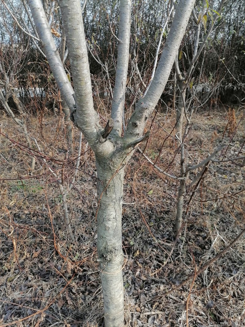 我有10年的樱花树树苗80棵，差不多给钱就卖